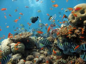 Coral reef fish Similan Islands