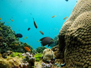 Surin Islands reef fish